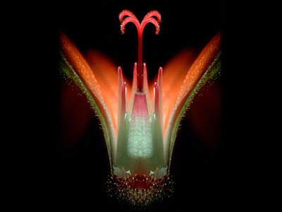 Geranium flower (20x), by Dr. Shumel Silberman