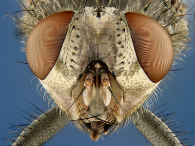 Muscoid fly (house fly) (6.25x), by Charles Krebs